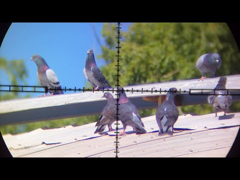 Video: ¿Puedes disparar a las palomas?