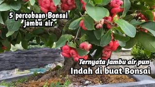 5 Bonsai jambu air inspiratif