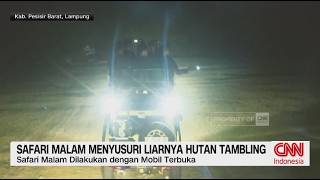 Safari Malam di Habitat Harimau Sumatera, Pengalaman Langka di Tambling
