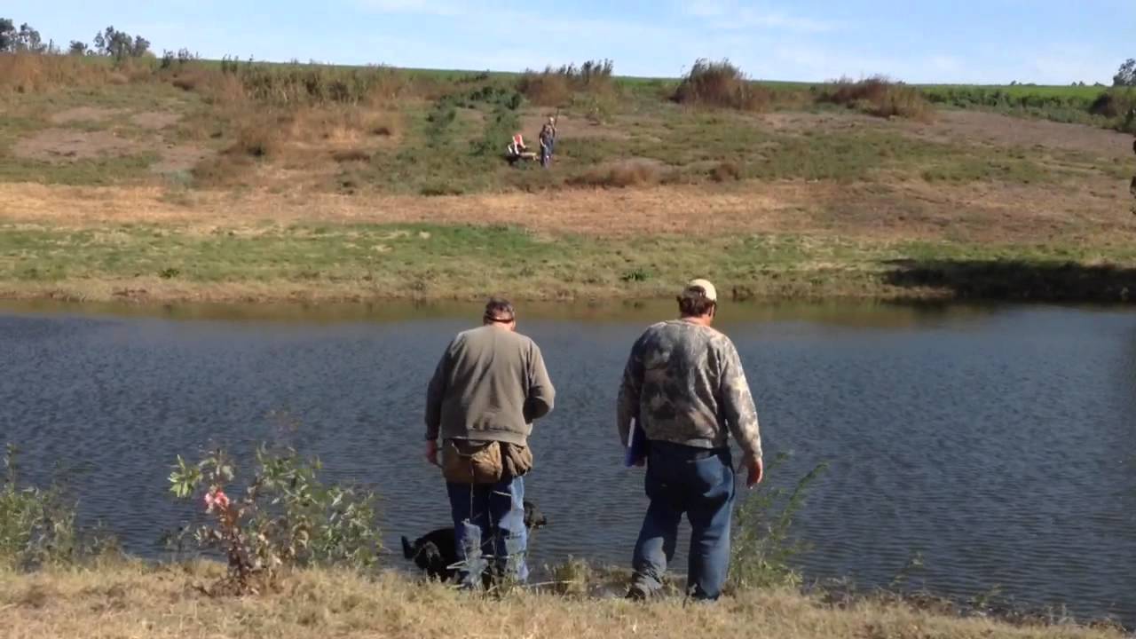 akc-junior-hunt-test-wren-11-16-14-youtube