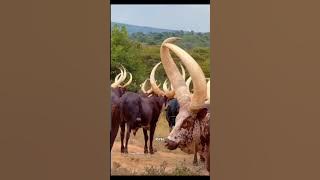 BUREMEZI GREAT FARMERS EDWARD NYABUDOZI.