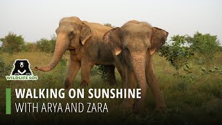 Walking On Sunshine With Arya And Zara!