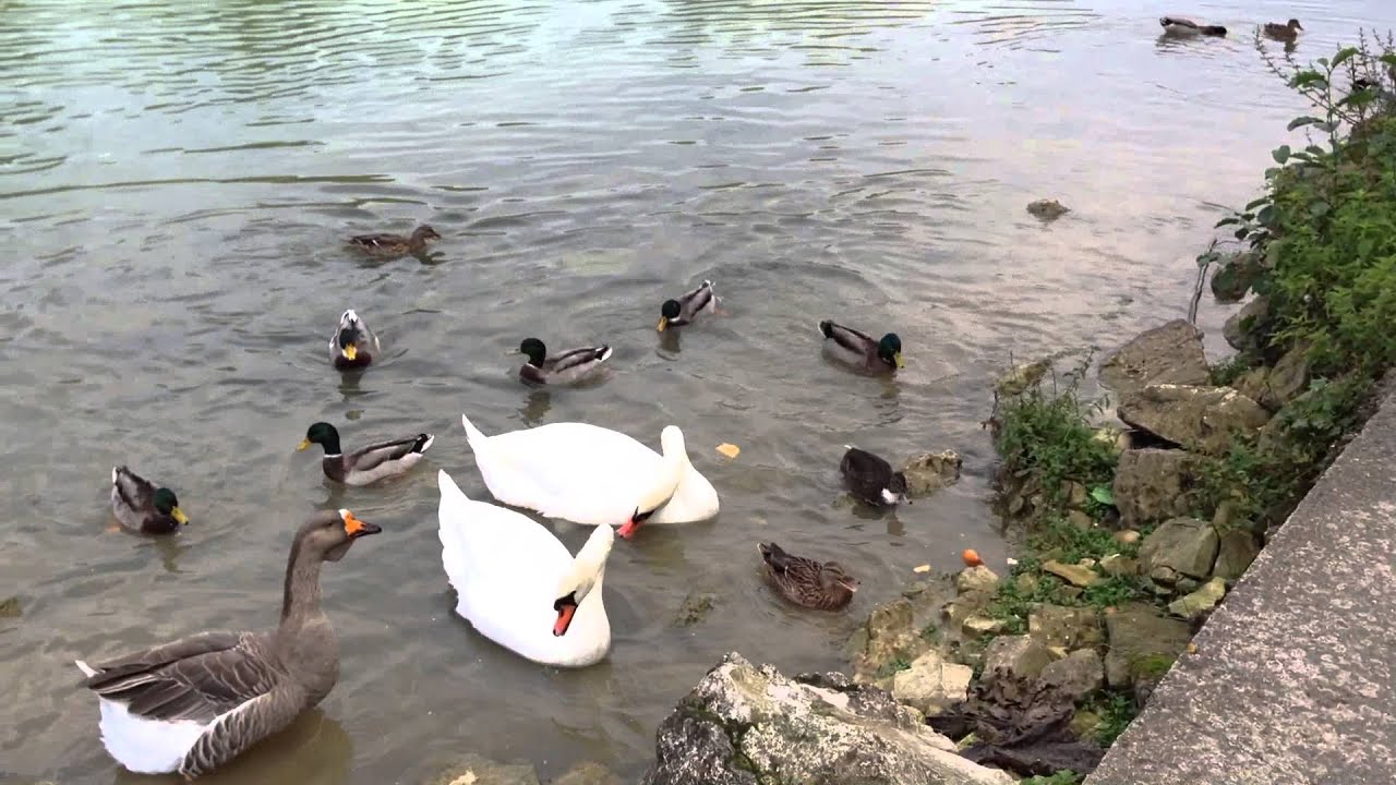 Lundi Les Canards Vont à La Mare