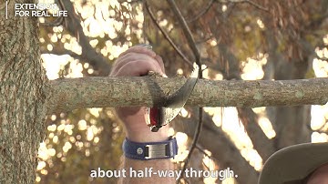 Essential Pruning Tools