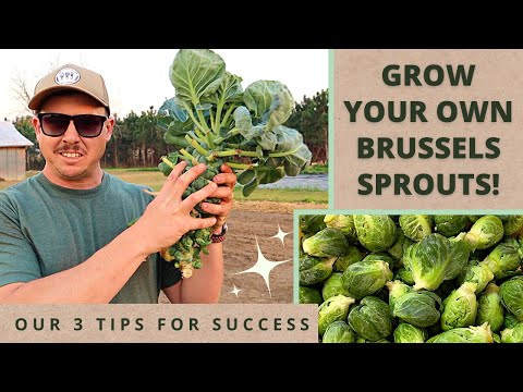 Video: Brussels Sprout Plant: Bạn đồng hành thích hợp cho Brussels Sprouts