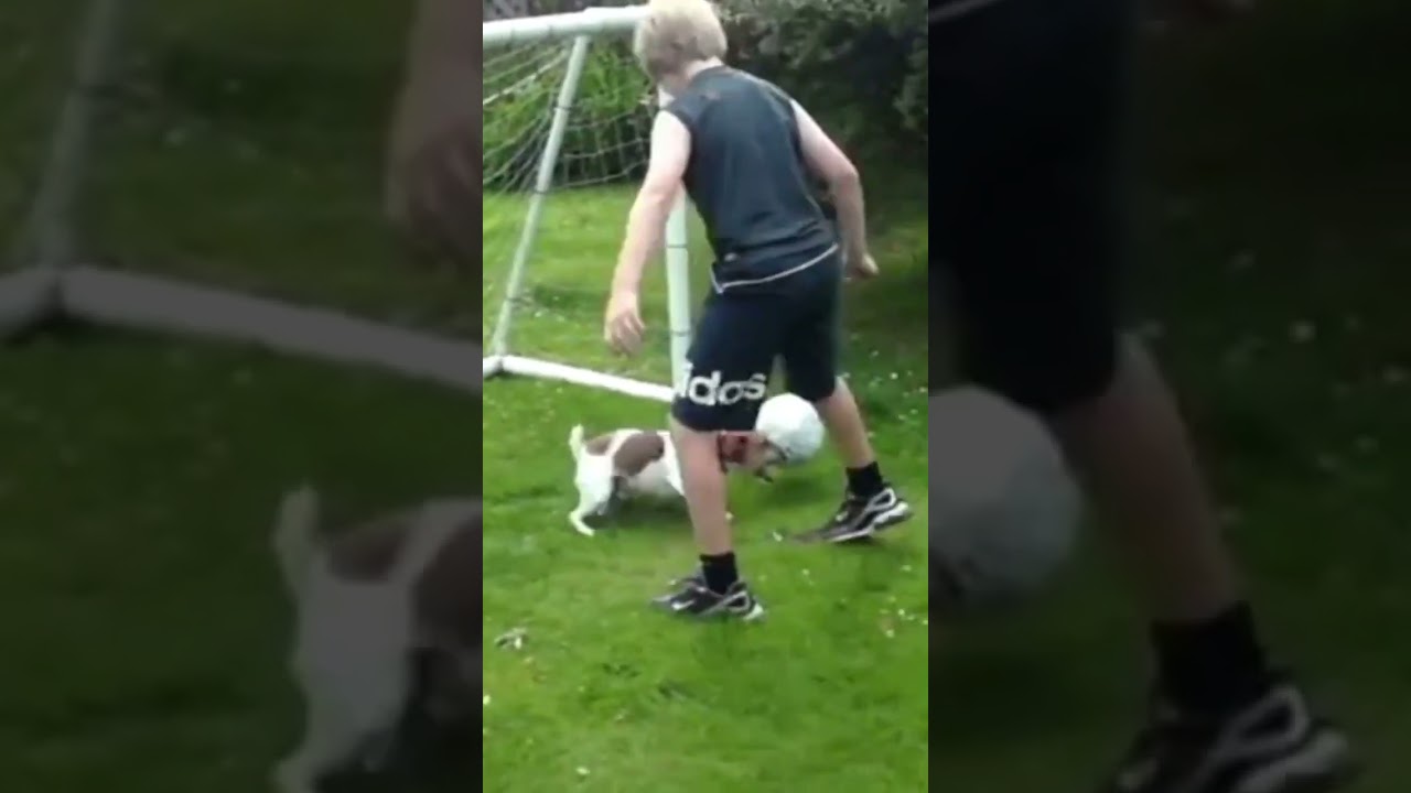This dog has skills #dog #dogs #crazydog #funnypets #cute #cutepets #funny #comedy #doglover