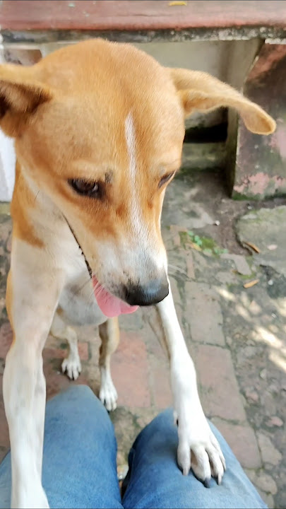 He needs love and attention 💖 #youtube #adoptstrays #explore #love #trending #viral #streetdog #dog