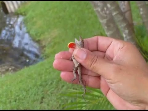 Lizard Fishing ( Snaring Method ) 