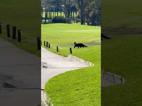 We welcome our fury visitors at Hermanus Golf Club!