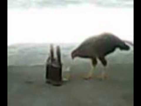 A GALANHA ENBREAGADA