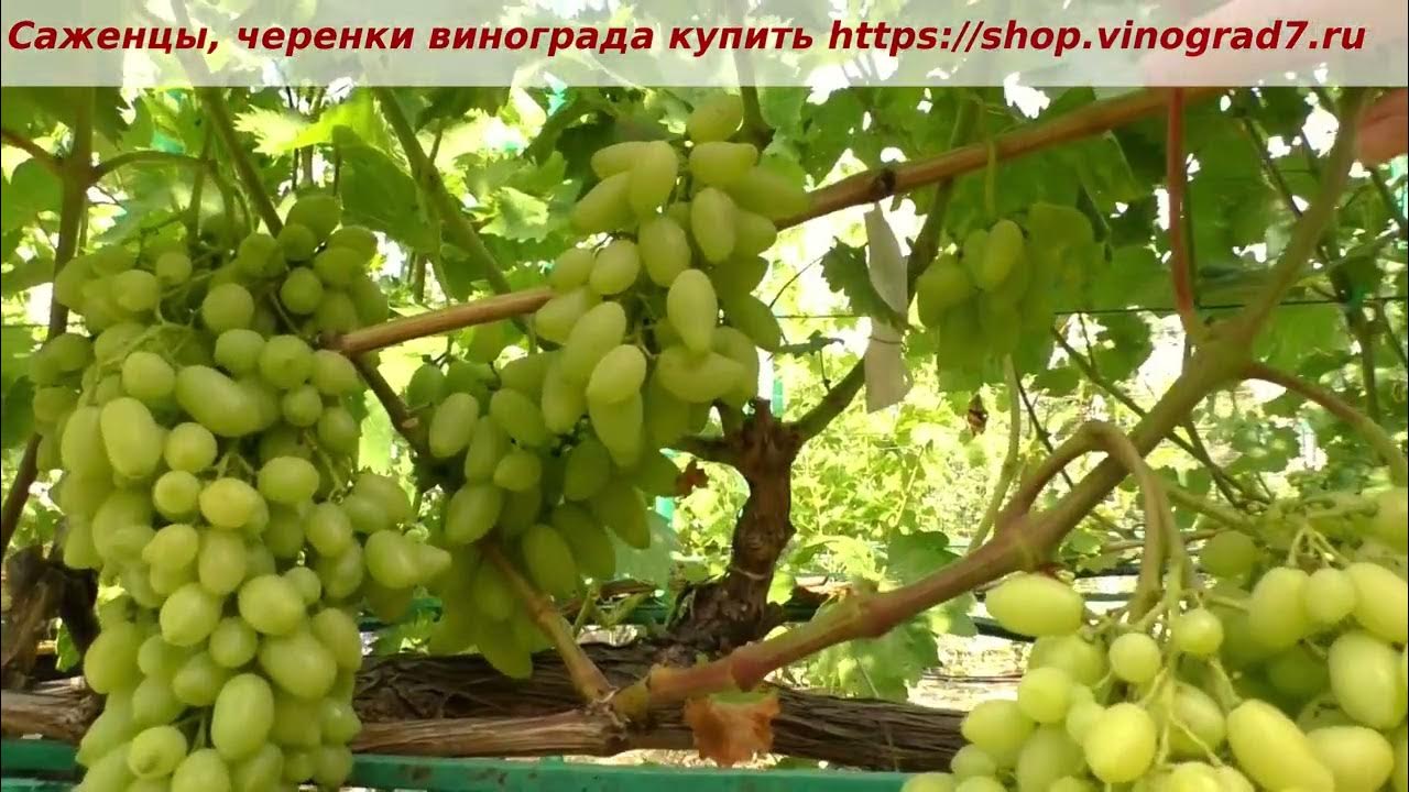 Виноград Потомок Ризамата столовый ЛПХ Данилюк - купить в Нижнем Новгороде Интер