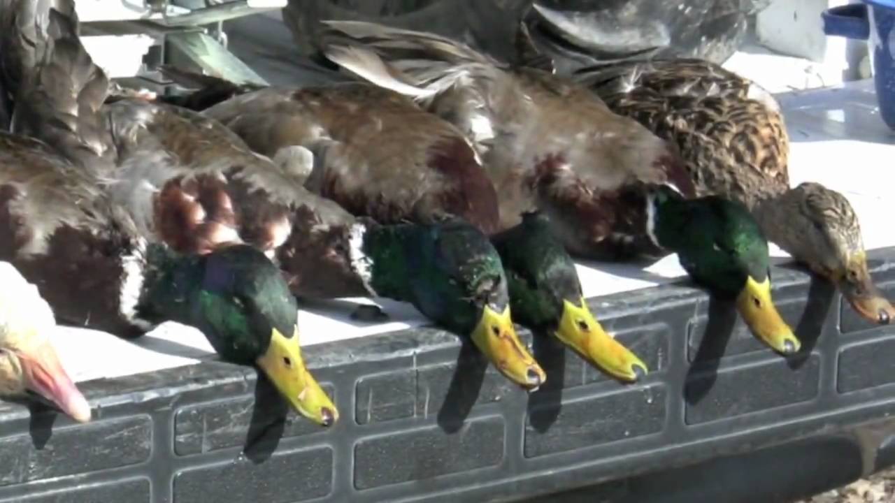Arkansas Duck Hunting YouTube