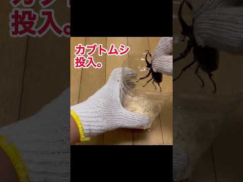 カブトムシの持ち帰り方 カブトムシ 昆虫 クワカブ 昆虫採集