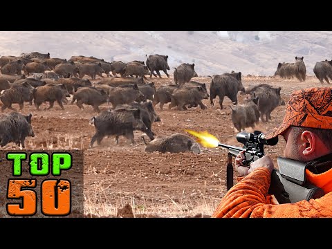 TOP 50 DOMUZ AVI EN İYİ SAHNELER- TOP 50 WILD BOAR Hunting Down America's Most Destructive Pest