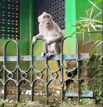 LAGI VIRAL # MONYET BERSUARA EMAS  # jangan lupa tombol SUBCRIBE