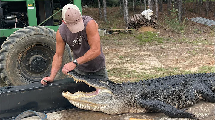 Cooking Alligator! Cajun Recipe with a South Alaba...