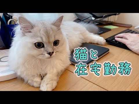 猫と在宅勤務するとこうなります