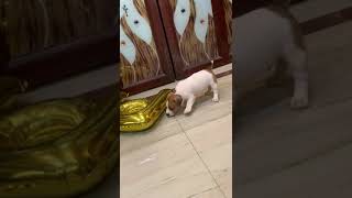 Jack Russell Pups For Sale In Delhi Call Me.. 9899803008