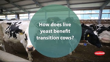 How does live yeast support transition cows?