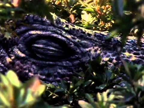 Ranker Video