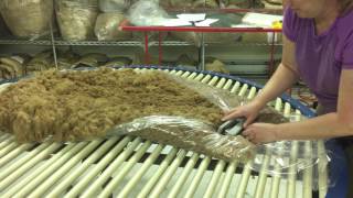 Noodling Large Alpaca Fleeces for Show