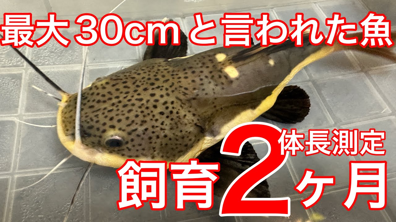 Myth or Fact?] 2-Month Growth Record of My Redtail Catfish - July
