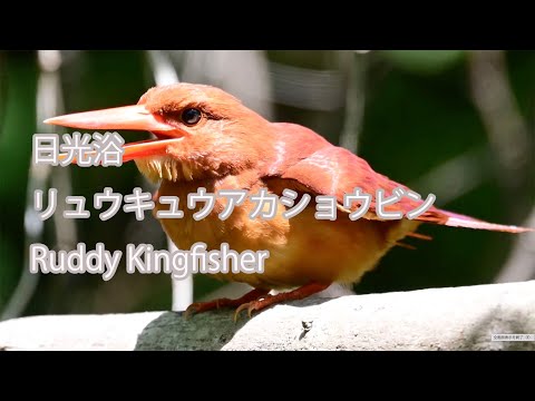 【日光浴】リュウキュウアカショウビン Ruddy Kingfisher
