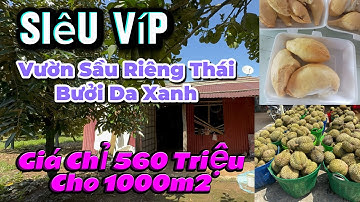 SỐC! Nhà Vườn Sầu Riêng THÁI 120 Gốc -50 GỐC BƯỞI DA XANH ĐIỀU Đang Cho Trái – Giá CHỈ 560tr/1000m2