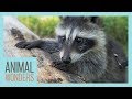 Baby Raccoon Goes On A Walk