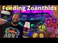 Feeding Zoanthids