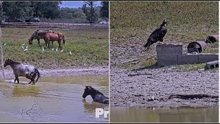 SWFL Eagles ~ Afternoon At The Pond Starring E23, Horses Swimming Cattle Egret & Anhinga 4.29.24