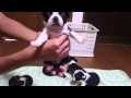 ボストンテリア赤ちゃん