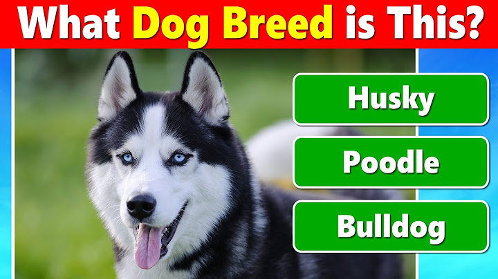 Kvíz Hádej plemeno psa 🐶