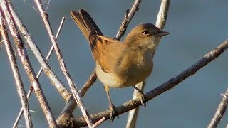 Серая Славка / Common whitethroat/ Sterpazzola / Кропив'янка сіра