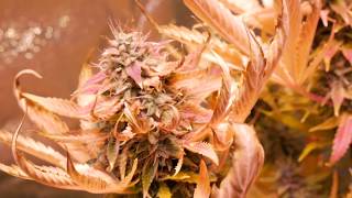 HARVEST DAY AUTOFLOWER CANNABIS IN CANADA - LEGAL MEDICAL GROW