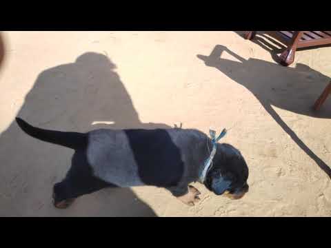 Heavy Bone Super Quality 100 Pure Rottweiler Puppy Sale Dark Color Punjab 9950330009 Youtube