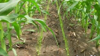 Cover Crop Test Plot Tracking: 2018