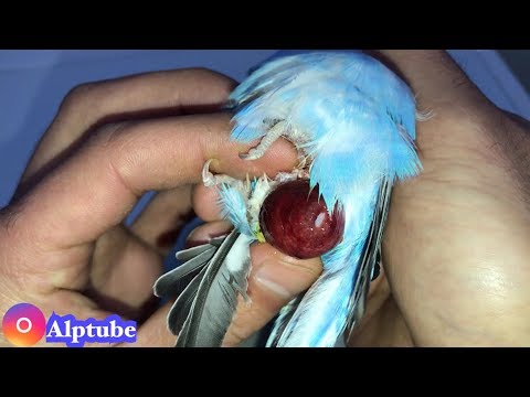 Video: Kuşlarda Yumurta Bağlanması