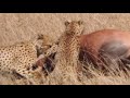 Cheetah   The Hunt