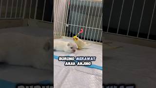 Download Lagu Memang Tulus Atau Ada Niat Terselubung? 🤔 MP3