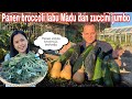 PANEN BROCCOLI LABU MADU DAN ZUCCINI ORGANIK || AKHIRNYA PANEN LABU MADU PERDANA