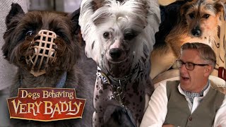 Dogs That Absolutely Hate Men | Dogs Behaving Very Badly