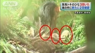 放鳥トキのヒナ3羽いた　新たに2羽を巣の中に確認（12/04/24）