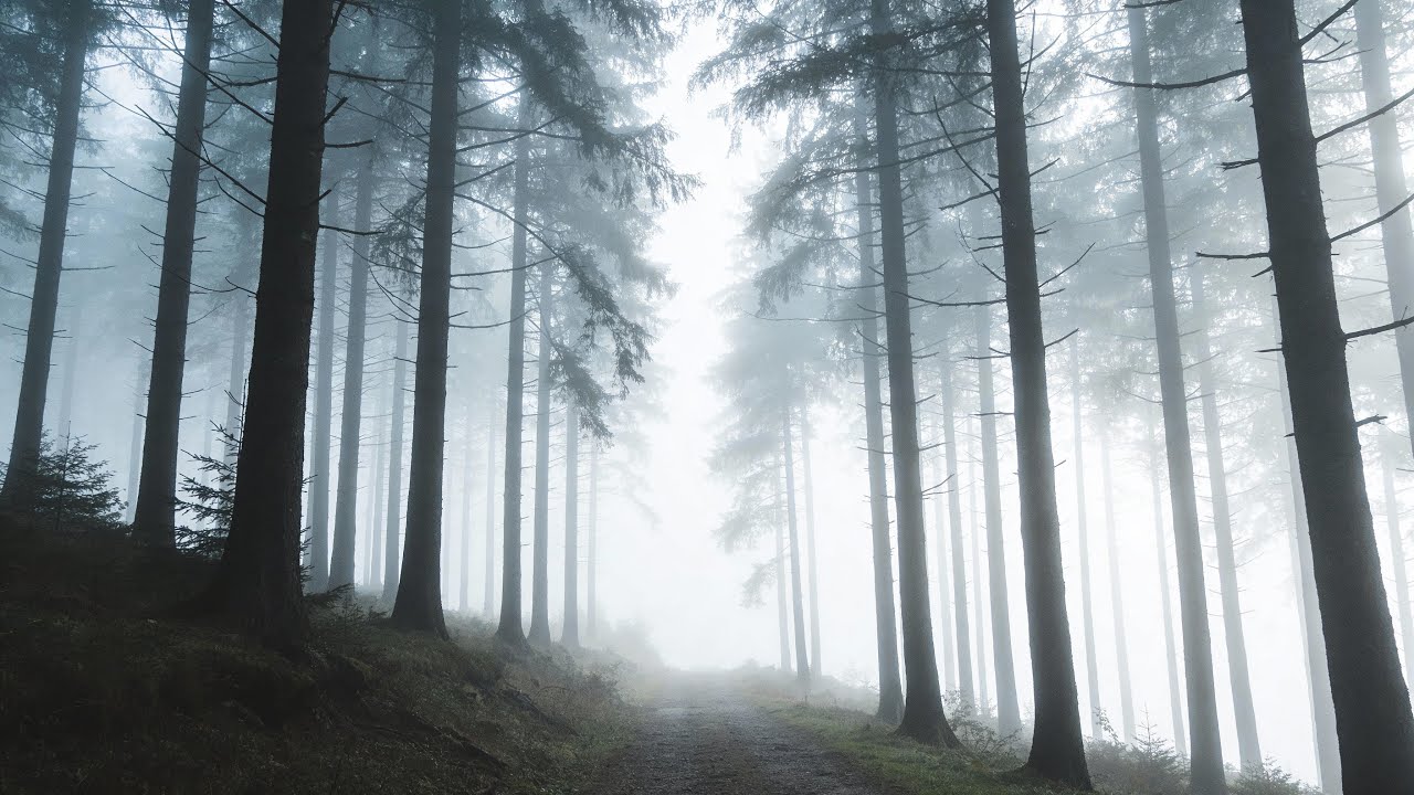 Inner Awareness Music | Gentle Zen Forest Soundscape