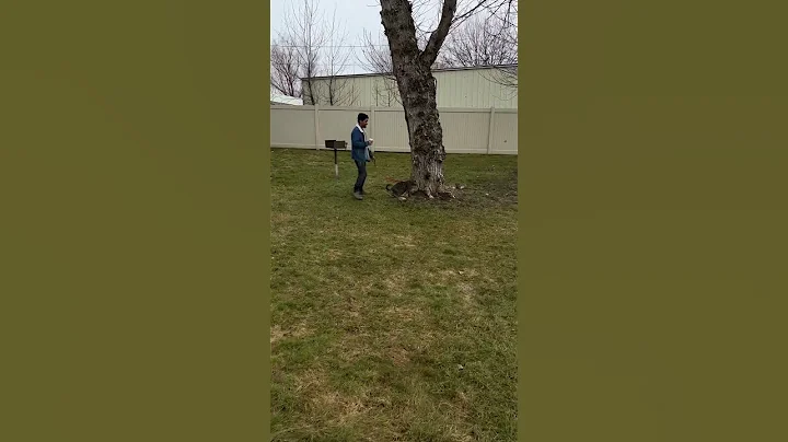 Watch the video about Bengal Cat Outside Fun😸🤍 #cat #bengallove #bengalcat #catlover #bengallovers #bengal #adventurecat