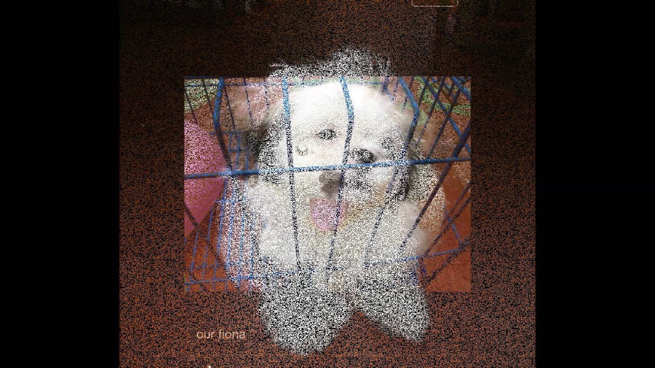 The little dog ( Fiona)