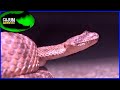 Tiger Rattlesnakes... ACTUALLY the MOST VENOMOUS Rattlesnake?...