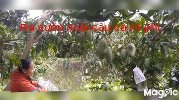 cô gái, câu cá rô phi cực nhanh ngoài vườn xoài