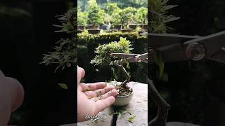 【小品盆栽】フジツツジのバリカン刈り bonsai cut