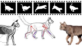 Cat  Walk / Run / Sneak Animation Reference